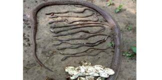 মা সহ ১৪ টি গোখরা সাপ পিটিয়ে মারলো গ্রামবাসী