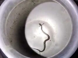 জীবিত রাসেলস ভাইপার নিয়ে প্রেসক্লাবে কৃষক