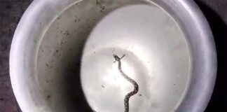 জীবিত রাসেলস ভাইপার নিয়ে প্রেসক্লাবে কৃষক