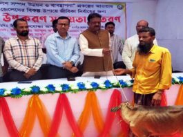 কুমারখালীতে বাছুর গরু পেলন জেলেরা