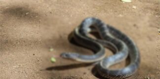 সাপের কামড়ে অসুস্থ শিশুকে বাঁচানো গেলো না