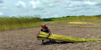 ক্ষেতেই শুকাচ্ছে পাট, পানি নেই খান বিলে