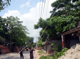 প্রতিদিনই কাটা পড়ছে হাজারও গাছের শাখা প্রশাখা