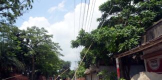 প্রতিদিনই কাটা পড়ছে হাজারও গাছের শাখা প্রশাখা