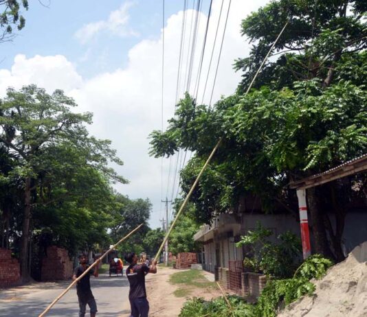 প্রতিদিনই কাটা পড়ছে হাজারও গাছের শাখা প্রশাখা