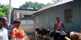 গরু পুষে লাভ হচ্ছে না প্রান্তিক খামারি ও কৃষকের