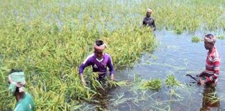বন্যায় তলিয়ে গেছে আড়াই লাখ হেক্টর জমির ফসল