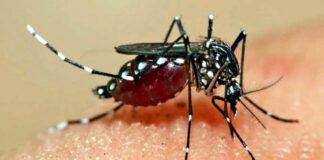 ডেঙ্গুতে একদিনে সর্বোচ্চ ৭ জনের মৃত্যু দেখলো বাংলাদেশ