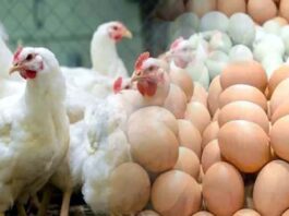 নতুন করে ডিম ও মুরগির দাম বেঁধে দিলো সরকার