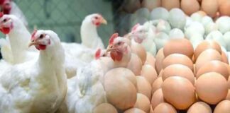 নতুন করে ডিম ও মুরগির দাম বেঁধে দিলো সরকার