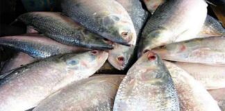 ভারতে যাচ্ছে ৩ হাজার মেট্রিক টন ইলিশ