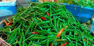 ভারত থেকে কাঁচা মরিচ এলো ৬০ টাকা কেজি দরে