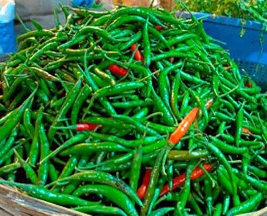 ভারত থেকে কাঁচা মরিচ এলো ৬০ টাকা কেজি দরে
