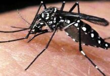 ডেঙ্গুতে ২৪ ঘন্টায় ১০ জন মারা গেছেন