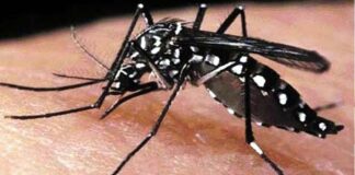 ডেঙ্গুতে ২৪ ঘন্টায় ১০ জন মারা গেছেন