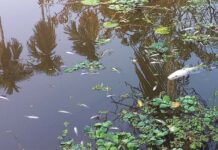 খোকসায় শিক্ষকের পুকুরে বিষ দেওয়ার অভিযোগ