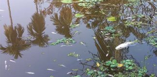 খোকসায় শিক্ষকের পুকুরে বিষ দেওয়ার অভিযোগ