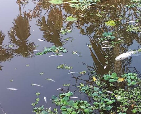 খোকসায় শিক্ষকের পুকুরে বিষ দেওয়ার অভিযোগ