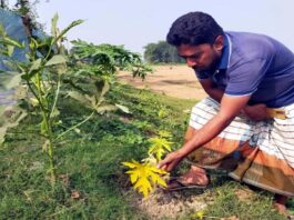 কুমারখালীতে বিষ দিয়ে পেঁপে গাছ নষ্ট করে দেওয়ার অভিযোগ