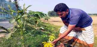 কুমারখালীতে বিষ দিয়ে পেঁপে গাছ নষ্ট করে দেওয়ার অভিযোগ