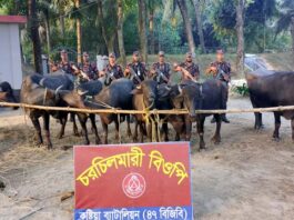 কুষ্টিয়া সীমান্তে মহিষ ও কোকেন উদ্ধার