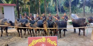 কুষ্টিয়া সীমান্তে মহিষ ও কোকেন উদ্ধার