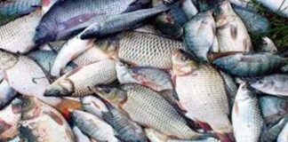 ঝিনাইদহে পুকুরের মাছ লুটের অভিযোগ