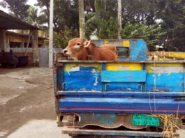 চলন্ত পিকাপ ভ্যান থামিয়ে আবারও ৭টি গরু ডাকাতি
