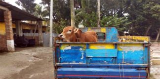 চলন্ত পিকাপ ভ্যান থামিয়ে আবারও ৭টি গরু ডাকাতি