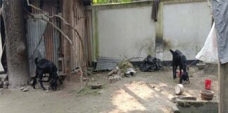 সরকারী হাসপাতালের কোয়াটারে পাঁঠা পালন হচ্ছে