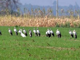 পদ্মার চরে নির্বিচারে অতিথি পাখি শিকার চলছে