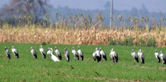 পদ্মার চরে নির্বিচারে অতিথি পাখি শিকার চলছে