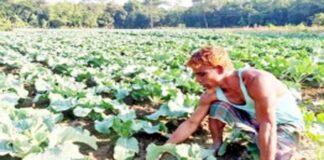 ঝিনাইদহে নিম্নমানের বীজে লোকসানে কৃষক