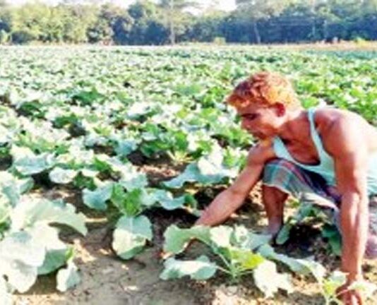 ঝিনাইদহে নিম্নমানের বীজে লোকসানে কৃষক