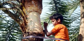 খেজুরের রস সংগ্রহ