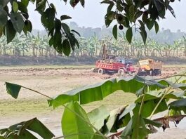 বিলের জমির মাটি যাচ্ছে ইট ভাটায়