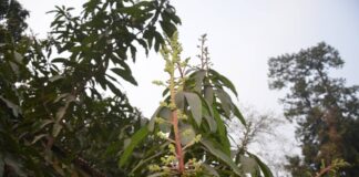 আমের মুকুল