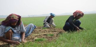 পেঁয়াজের দানা