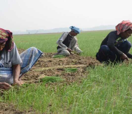পেঁয়াজের দানা