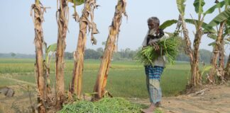 খোকসায় পেঁয়াজের কালি রাস্তায় ফেলে দিচ্ছে কৃষক
