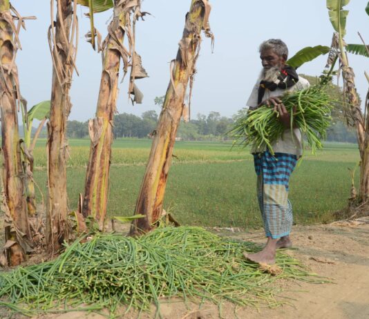 খোকসায় পেঁয়াজের কালি রাস্তায় ফেলে দিচ্ছে কৃষক