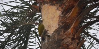 তৃষ্ণা নিবারণ