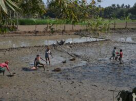 মাছ শিকার