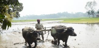 সনাতন পদ্ধতির মই