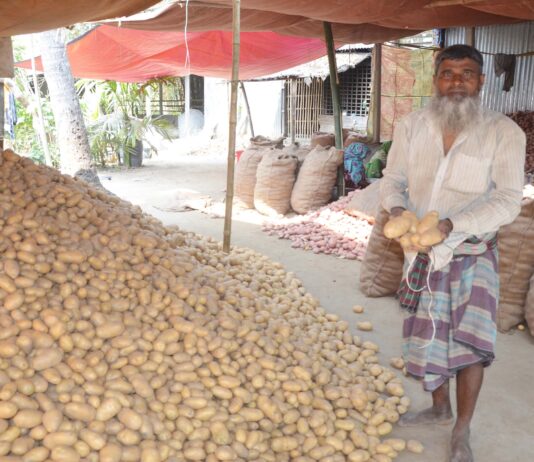 খোকসায় বীজ আলুর বাম্পার ফলন