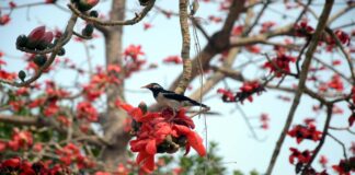 শিমুল বনে পাখিরা