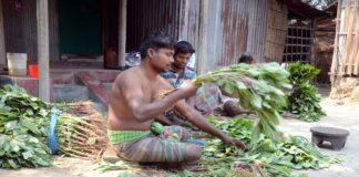 খোকসার সবজি চাষীরা আবারও লোকশানের আশঙ্কা