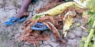 তামাক ক্ষেত থেকে এক নারীর মরদেহ উদ্ধার