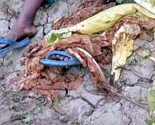 তামাক ক্ষেত থেকে এক নারীর মরদেহ উদ্ধার