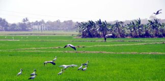 মারা যাচ্ছে পরিযায়ী পাখিরা